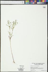 Trichostema setaceum image