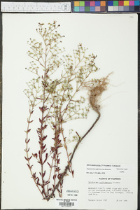 Trichostema suffrutescens image