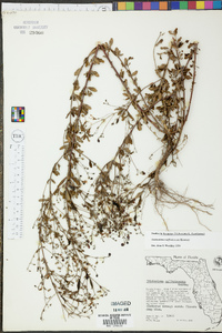 Trichostema suffrutescens image