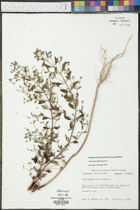 Trichostema dichotomum image