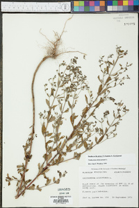 Trichostema dichotomum image