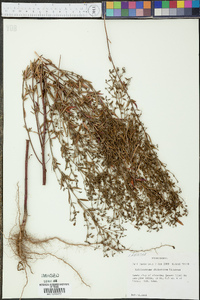 Trichostema dichotomum image