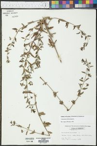 Trichostema dichotomum image