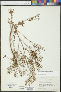 Trichostema dichotomum image