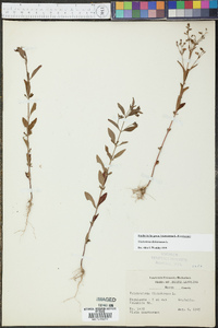 Trichostema dichotomum image