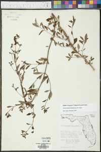 Trichostema floridanum image