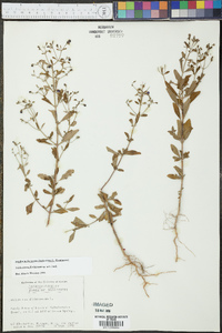 Trichostema floridanum image