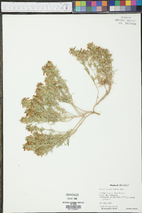 Teucrium laciniatum image