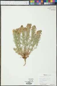 Teucrium laciniatum image