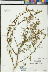 Aeschynomene indica image