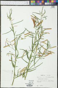 Aeschynomene indica image