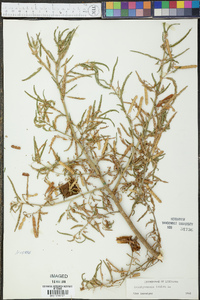 Aeschynomene indica image