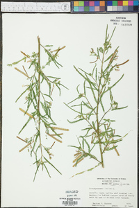 Aeschynomene indica image