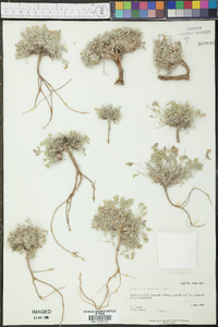 Astragalus newberryi image