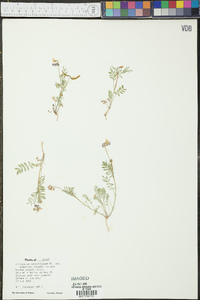 Astragalus nuttallianus image