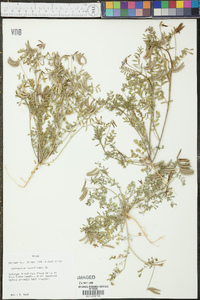 Astragalus nuttallianus image