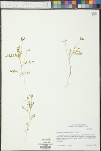 Astragalus leptocarpus image