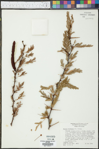 Acacia tortuosa image