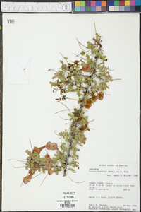 Acacia wrightii image