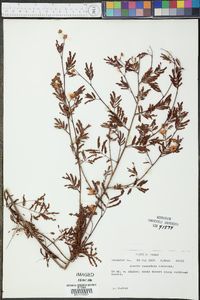 Acaciella angustissima var. texensis image
