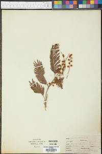 Acacia dealbata image