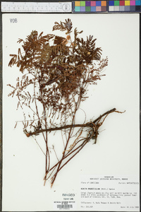 Acacia angustissima image