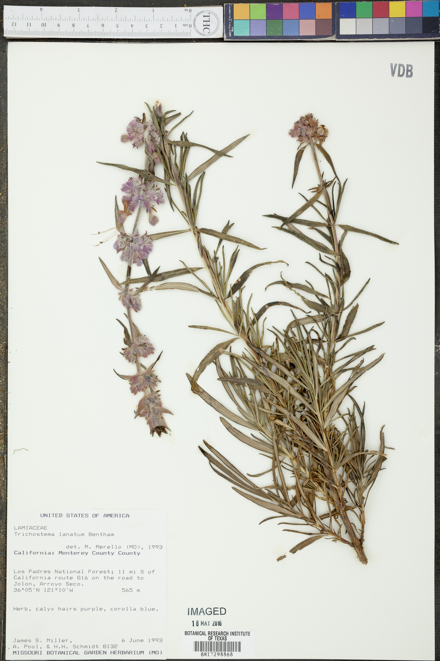 Trichostema lanatum image