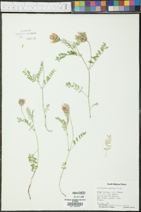 Astragalus agrestis image