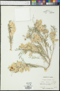 Astragalus allochrous image