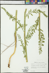 Astragalus michauxii image