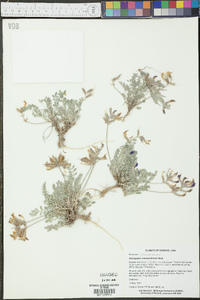 Astragalus missouriensis image