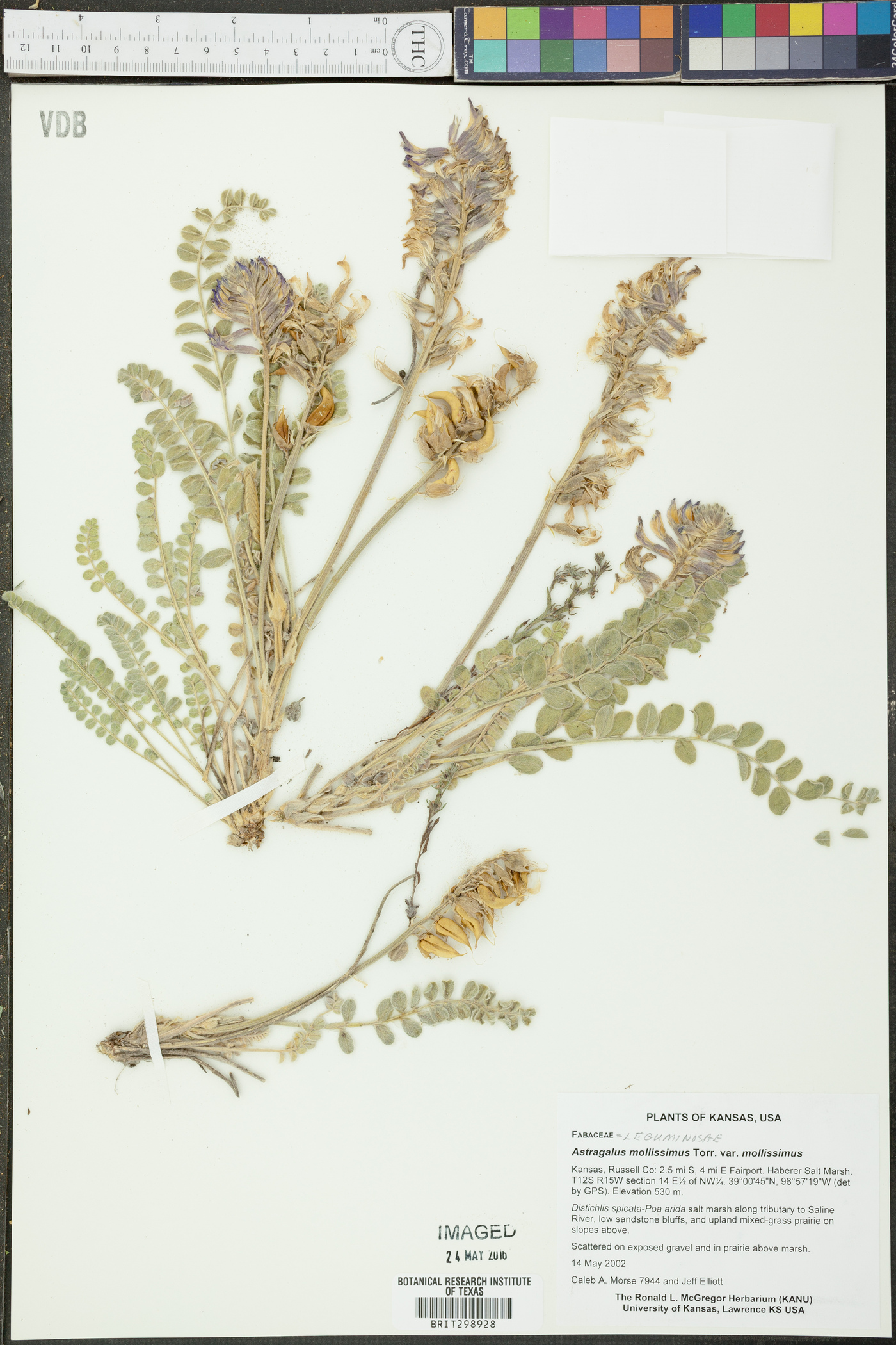 Astragalus mollissimus var. mollissimus image
