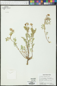 Astragalus flexuosus image