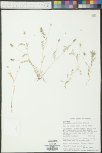 Astragalus gambelianus image