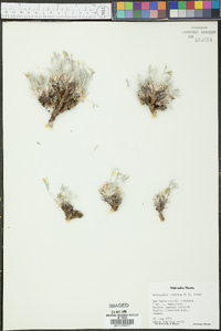 Astragalus hyalinus image