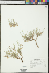 Astragalus johannis-howellii image