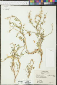 Astragalus lentiginosus var. palans image