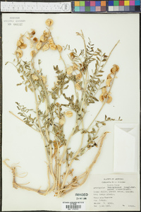 Astragalus lentiginosus var. palans image