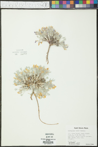 Astragalus barrii image