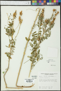 Astragalus canadensis image