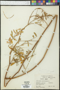 Astragalus canadensis image