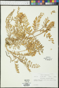 Astragalus congdonii image