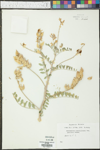 Astragalus lentiginosus var. yuccanus image