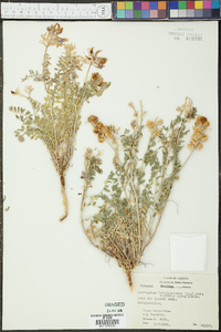 Astragalus lentiginosus var. diphysus image