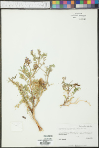 Astragalus lentiginosus var. palans image