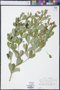 Baptisia nuttalliana image