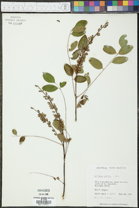 Amorpha glabra image