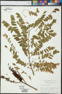 Amorpha herbacea image