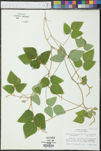 Amphicarpaea bracteata var. comosa image