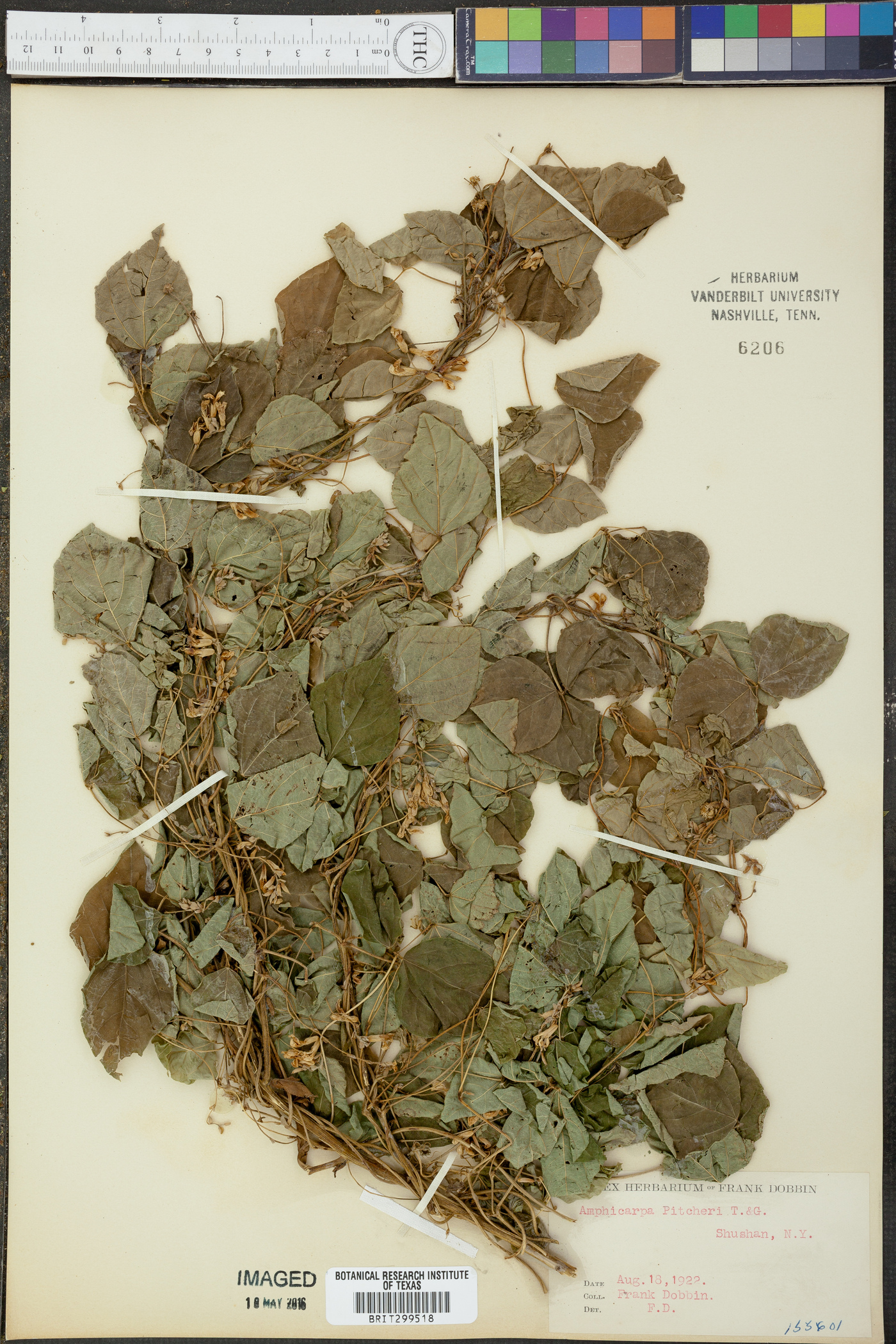 Amphicarpaea bracteata var. comosa image